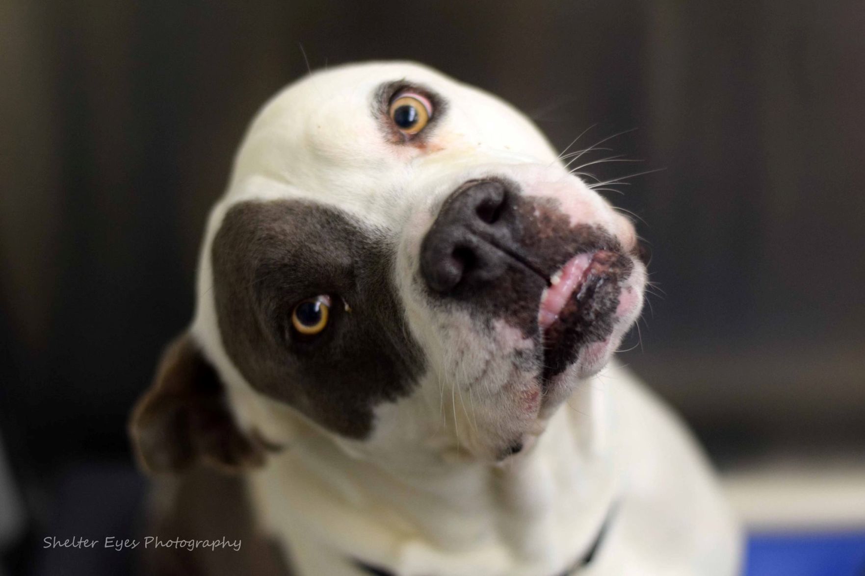 Adopt a friend: Casper